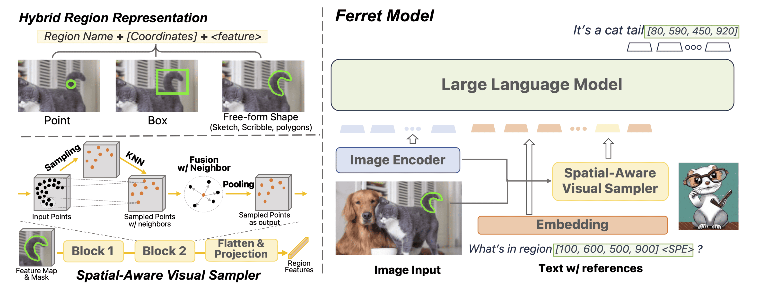 ferret 01